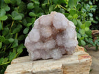 Natural White Spirit Quartz Cactus Flower Clusters x 3 From Boekenhouthoek, South Africa - Toprock Gemstones and Minerals 