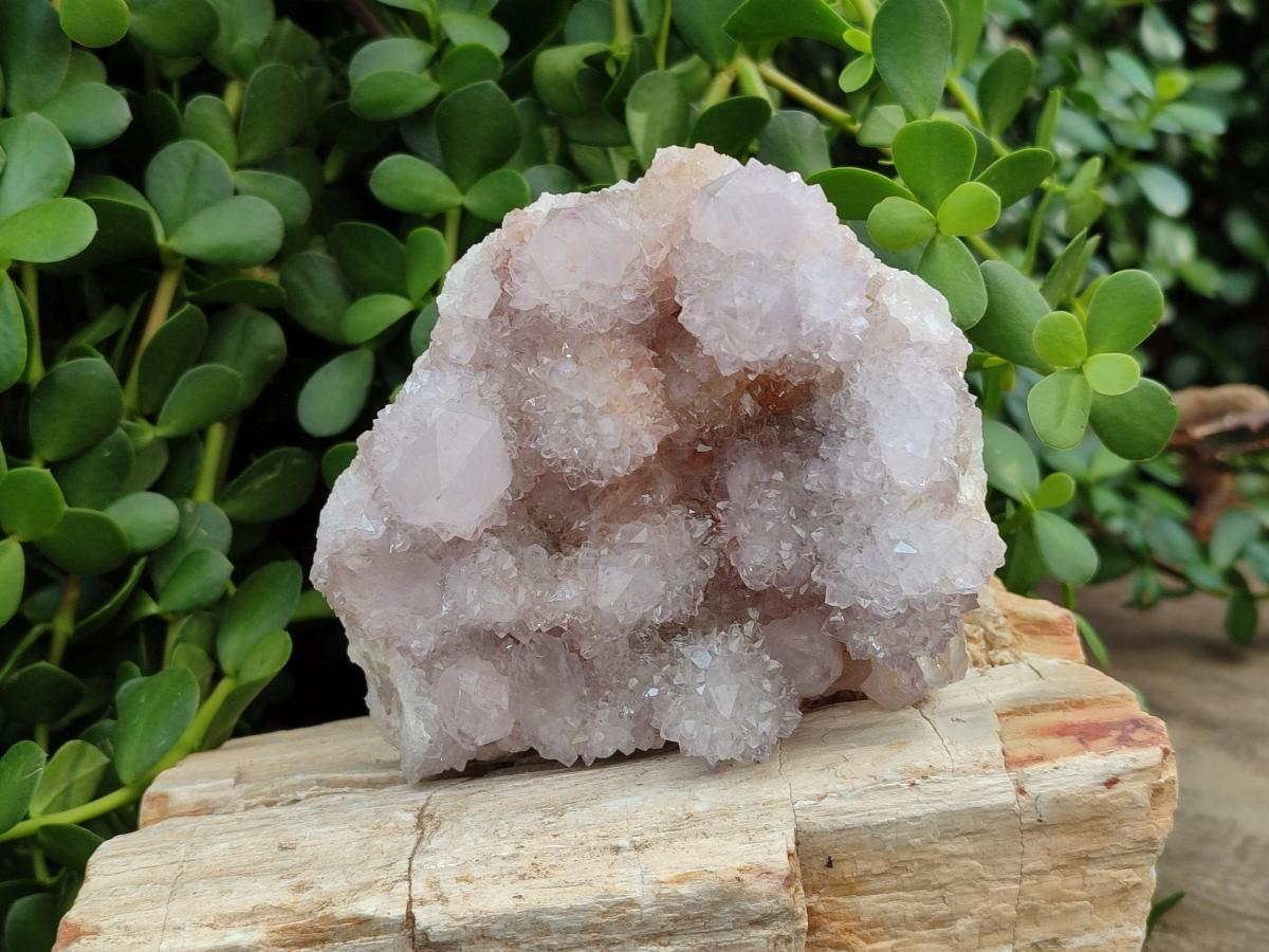 Natural White Spirit Quartz Cactus Flower Clusters x 3 From Boekenhouthoek, South Africa - Toprock Gemstones and Minerals 