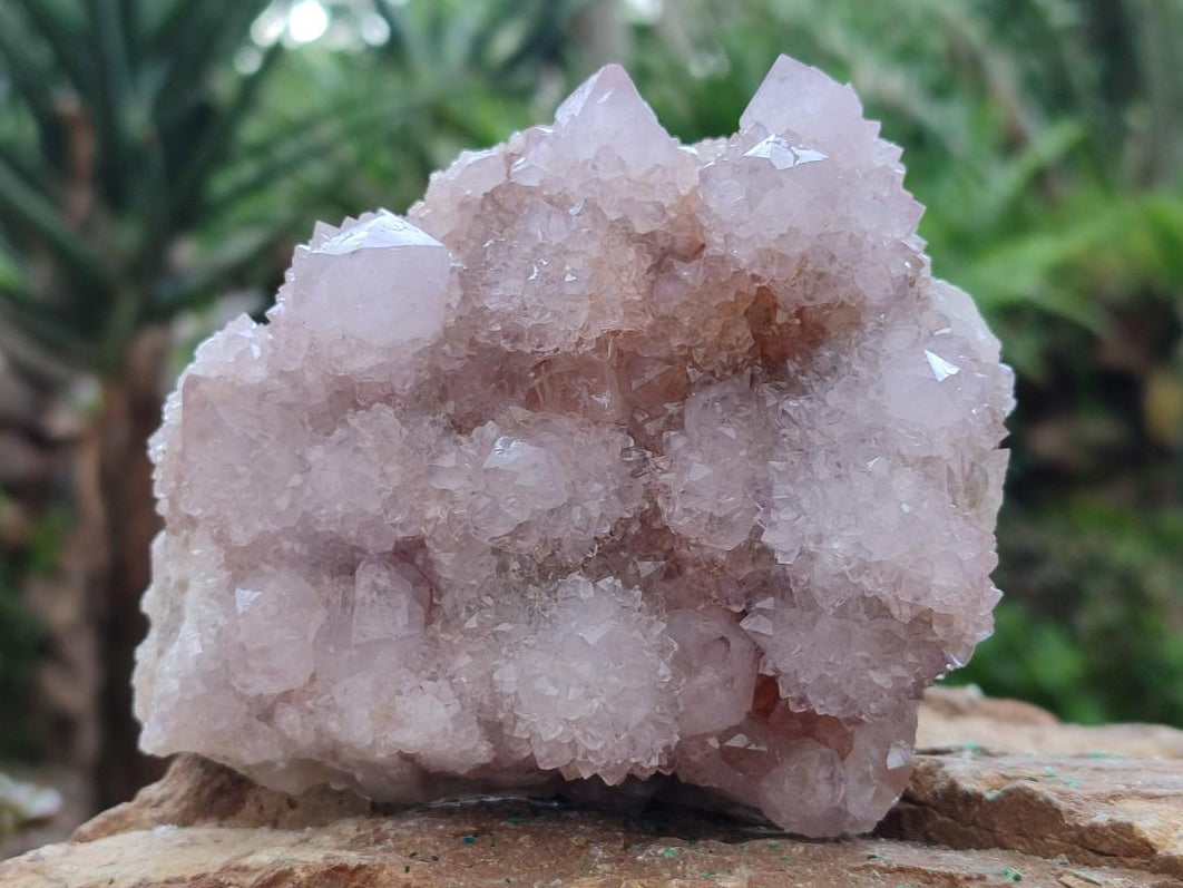 Natural White Spirit Quartz Cactus Flower Clusters x 3 From Boekenhouthoek, South Africa - Toprock Gemstones and Minerals 