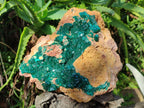 Natural XL Classic Dioptase on Dolomite Specimen x 1 From Likasi, Congo - Toprock Gemstones and Minerals 