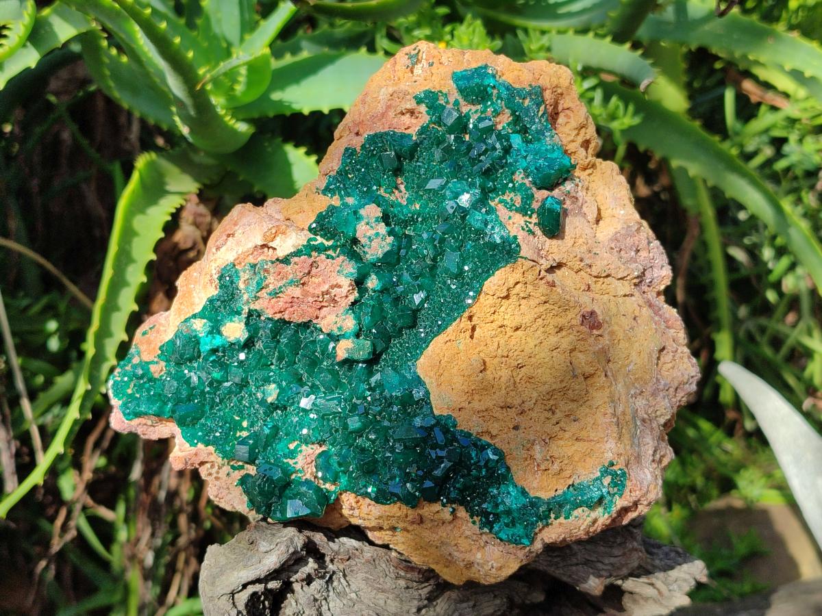 Natural XL Classic Dioptase on Dolomite Specimen x 1 From Likasi, Congo - Toprock Gemstones and Minerals 