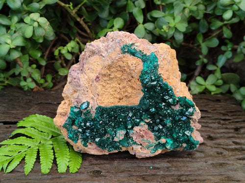Natural XL Classic Dioptase on Dolomite Specimen x 1 From Likasi, Congo - Toprock Gemstones and Minerals 