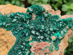 Natural XL Classic Dioptase on Dolomite Specimen x 1 From Likasi, Congo - Toprock Gemstones and Minerals 