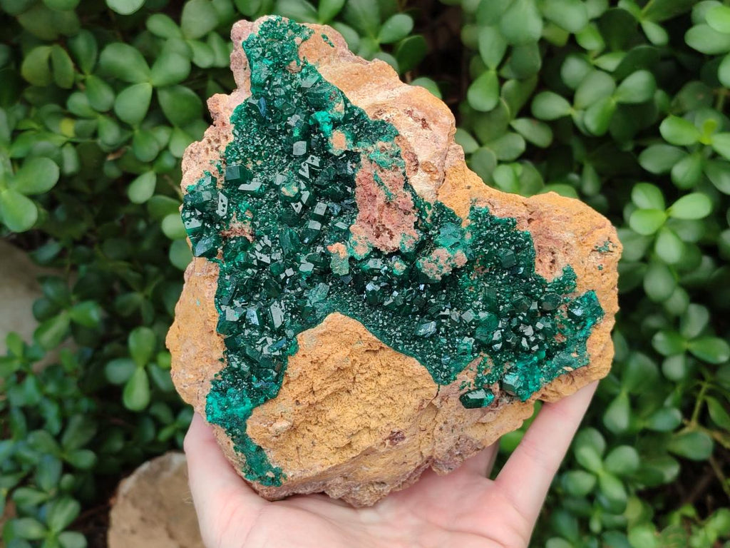 Natural XL Classic Dioptase on Dolomite Specimen x 1 From Likasi, Congo - Toprock Gemstones and Minerals 