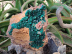 Natural XL Classic Dioptase on Dolomite Specimen x 1 From Likasi, Congo - Toprock Gemstones and Minerals 