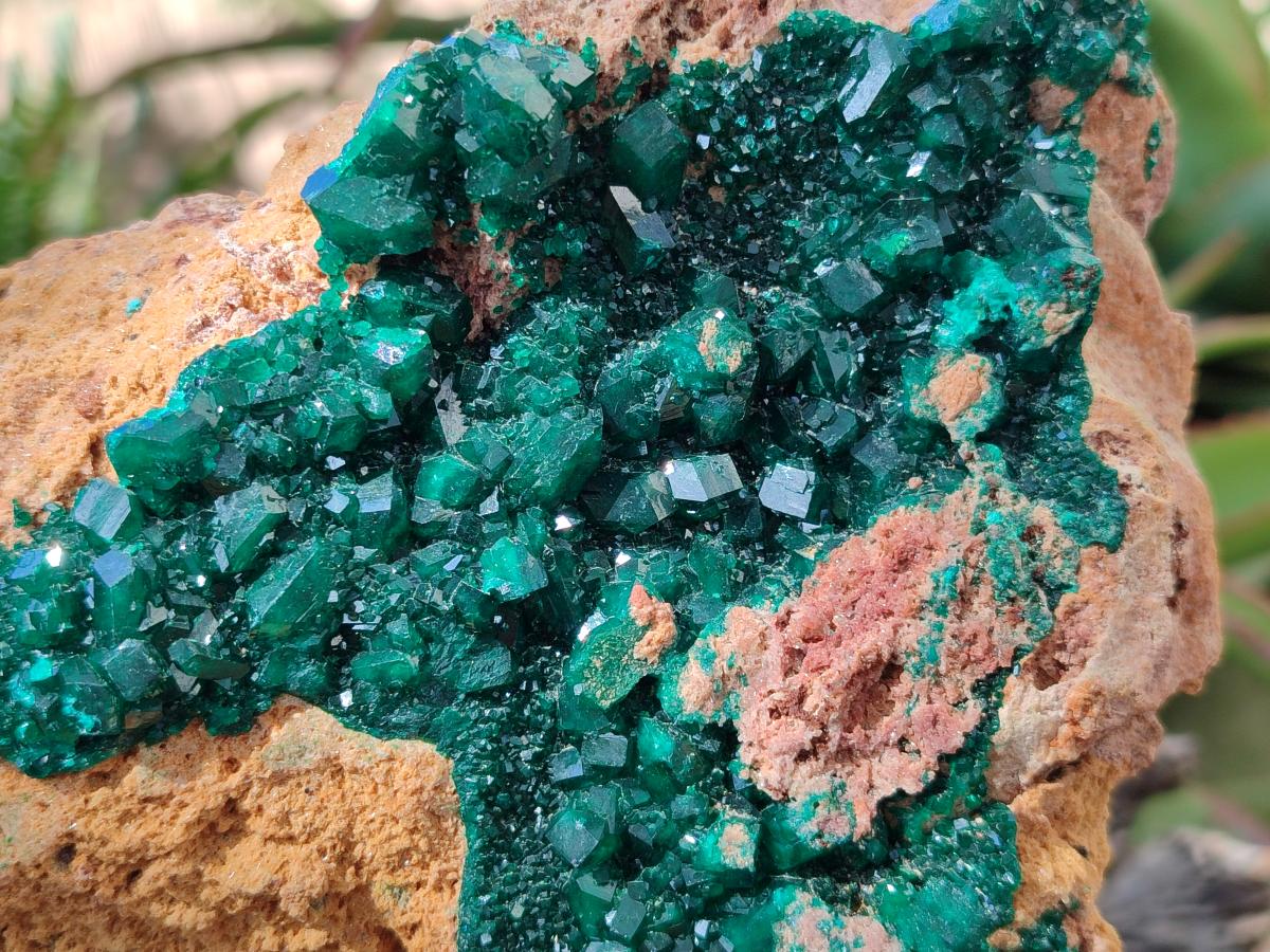 Natural XL Classic Dioptase on Dolomite Specimen x 1 From Likasi, Congo - Toprock Gemstones and Minerals 