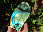 Polished Labradorite Standing Display Pieces x 4 From Madagascar - Toprock Gemstones and Minerals 