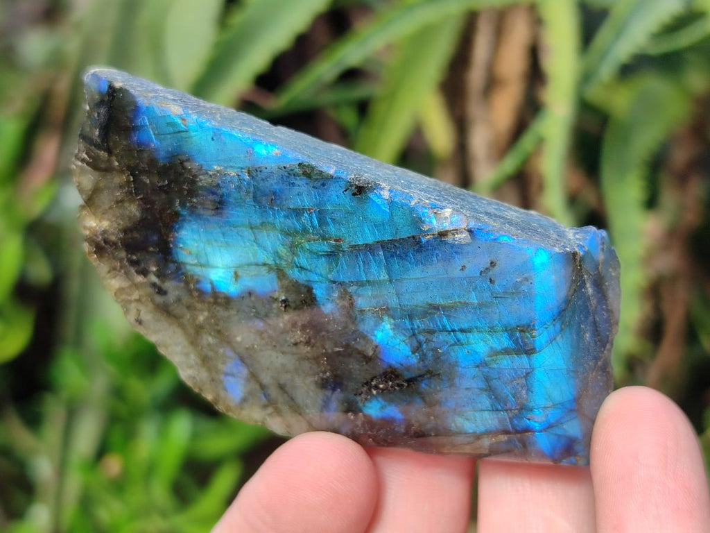 Polished One Side Labradorite Slices x 12 From Madagascar - Toprock Gemstones and Minerals 