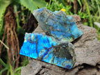 Polished One Side Labradorite Slices x 12 From Madagascar - Toprock Gemstones and Minerals 