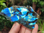 Polished One Side Labradorite Slices x 12 From Madagascar - Toprock Gemstones and Minerals 