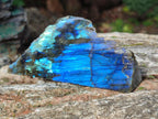 Polished One Side Labradorite Slices x 12 From Madagascar - Toprock Gemstones and Minerals 