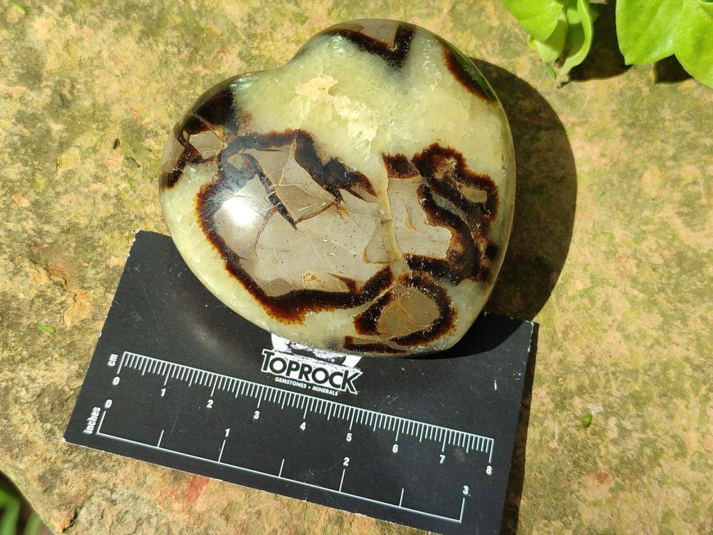 Polished Septerye Hearts x 6 From Mahajanga, Madagascar - Toprock Gemstones and Minerals 