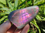 Polished Rare Purple Sunset Flash Labradorite Standing Free Forms x 6 From Madagascar - Toprock Gemstones and Minerals 