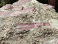 Natural XXL Pink Rubellite Tourmaline Specimen x 1 From Karibib, Namibia - Toprock Gemstones and Minerals 