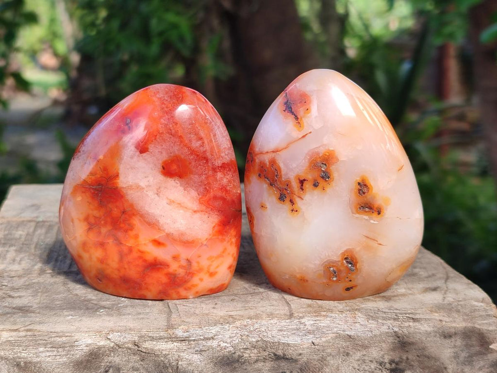 Polished Carnelian Agate Gemstone Standing Free Forms x 6 From Madagascar - Toprock Gemstones and Minerals 