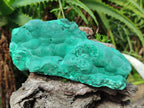Natural Botryoidal Malachite Specimens x 2 From Congo - Toprock Gemstones and Minerals 