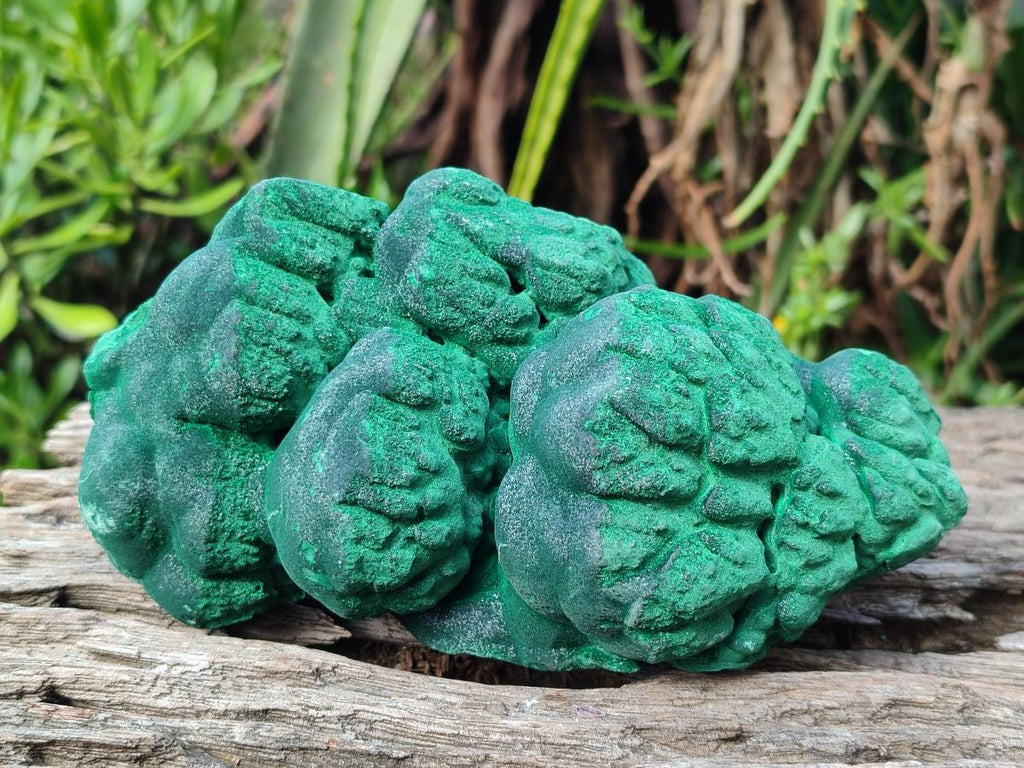 Natural Botryoidal Malachite Specimens x 2 From Congo - Toprock Gemstones and Minerals 