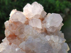 Natural White Cactus Flower Spirit Clusters x 2 From Boekenhouthoek, South Africa - Toprock Gemstones and Minerals 