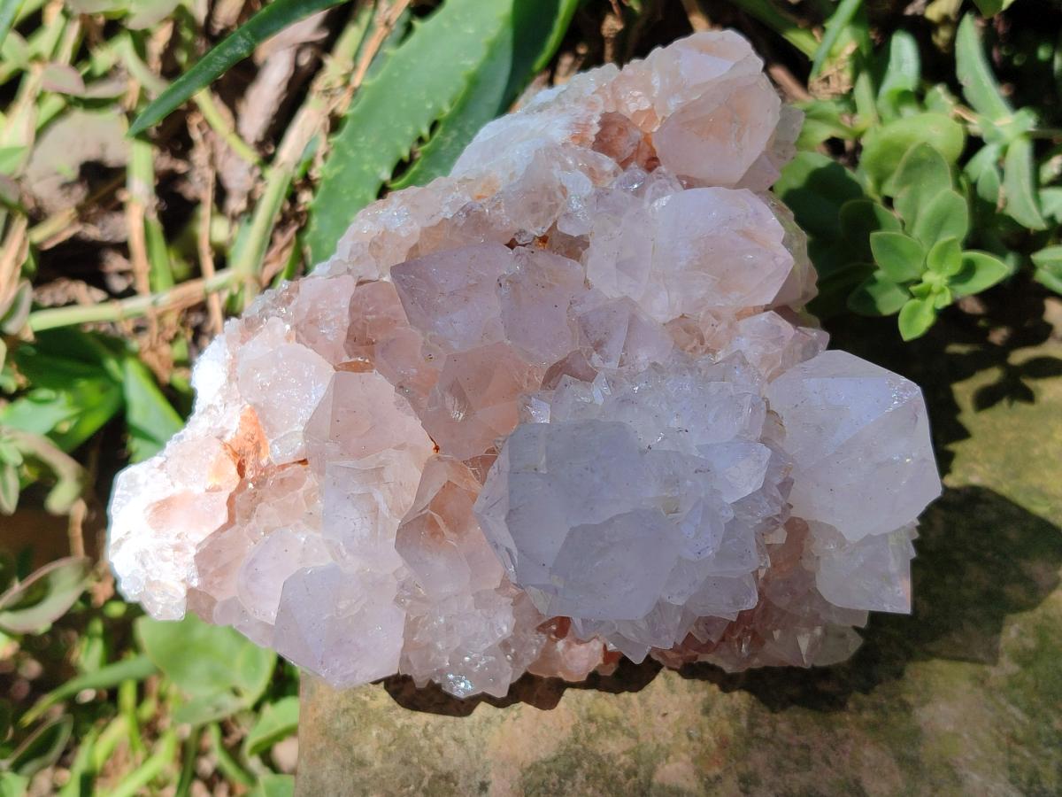 Natural White Cactus Flower Spirit Clusters x 2 From Boekenhouthoek, South Africa - Toprock Gemstones and Minerals 