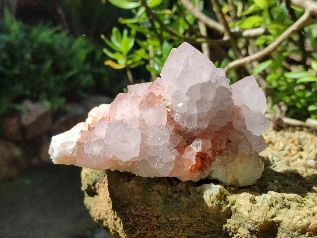 Natural White Cactus Flower Spirit Clusters x 2 From Boekenhouthoek, South Africa - Toprock Gemstones and Minerals 