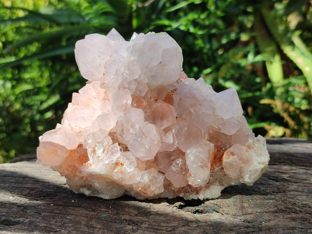 Natural White Cactus Flower Spirit Clusters x 2 From Boekenhouthoek, South Africa - Toprock Gemstones and Minerals 