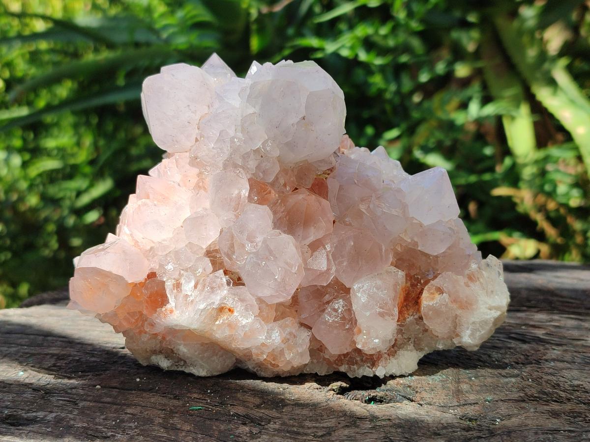 Natural White Cactus Flower Spirit Clusters x 2 From Boekenhouthoek, South Africa - Toprock Gemstones and Minerals 