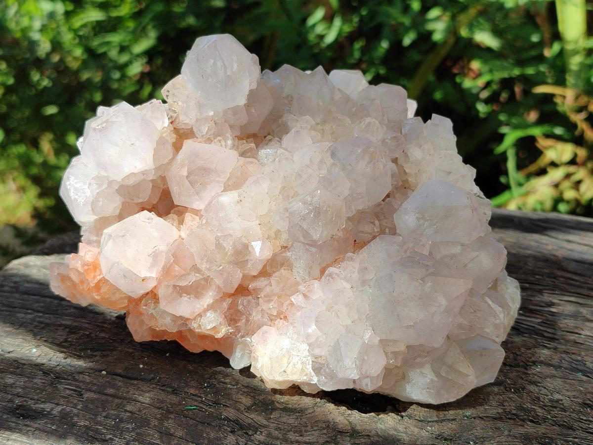 Natural White Cactus Flower Spirit Clusters x 2 From Boekenhouthoek, South Africa - Toprock Gemstones and Minerals 