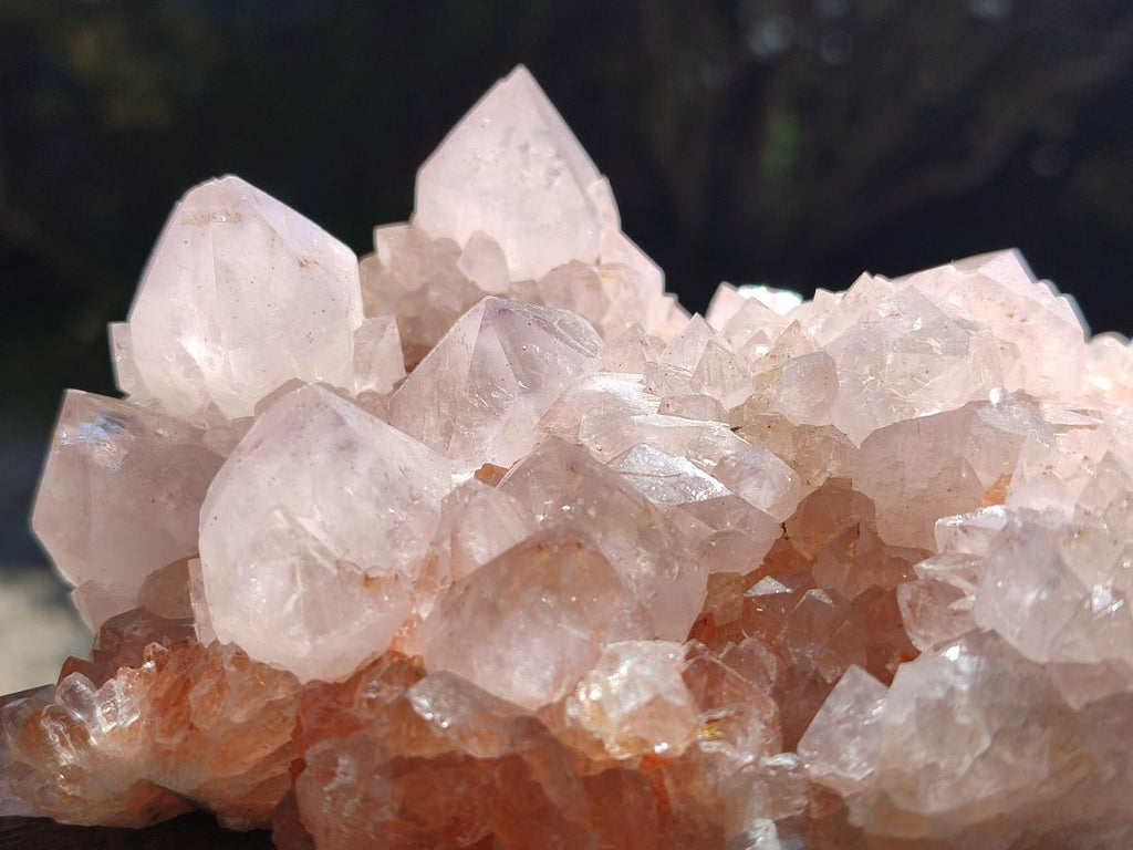 Natural White Cactus Flower Spirit Clusters x 2 From Boekenhouthoek, South Africa - Toprock Gemstones and Minerals 