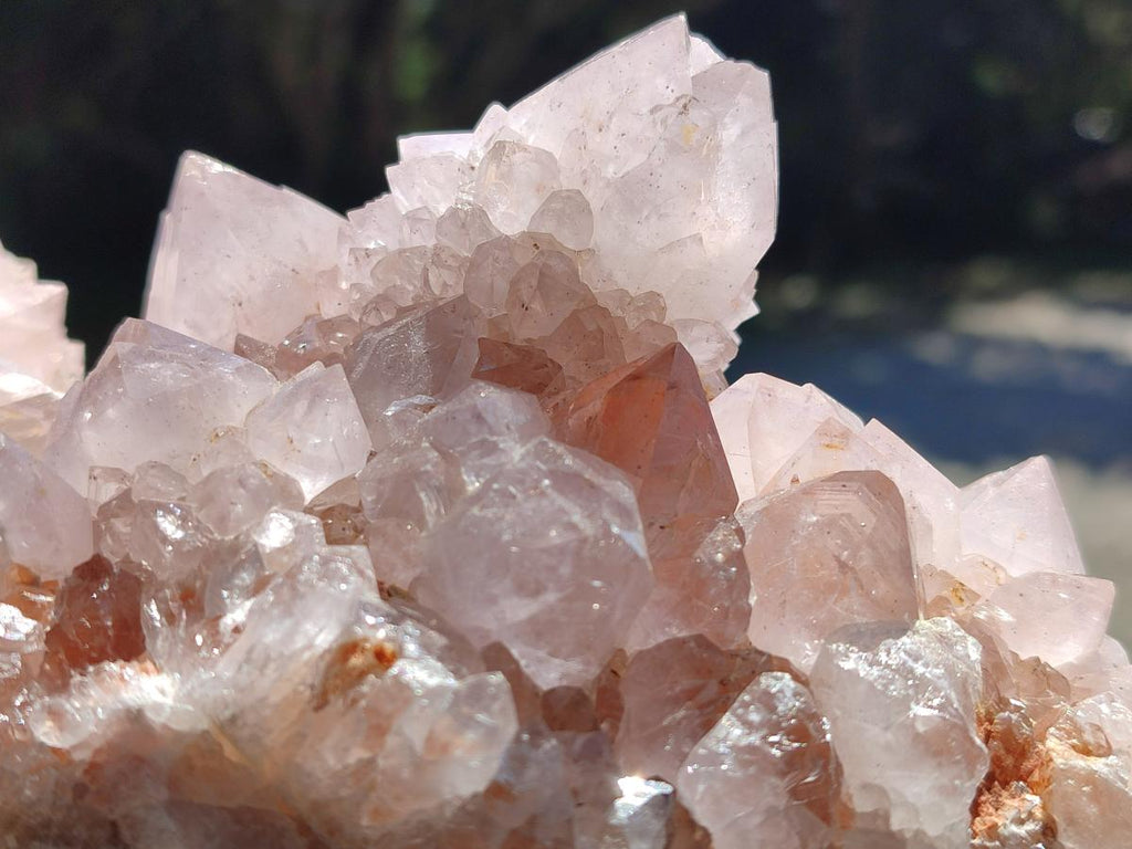 Natural White Cactus Flower Spirit Clusters x 2 From Boekenhouthoek, South Africa - Toprock Gemstones and Minerals 