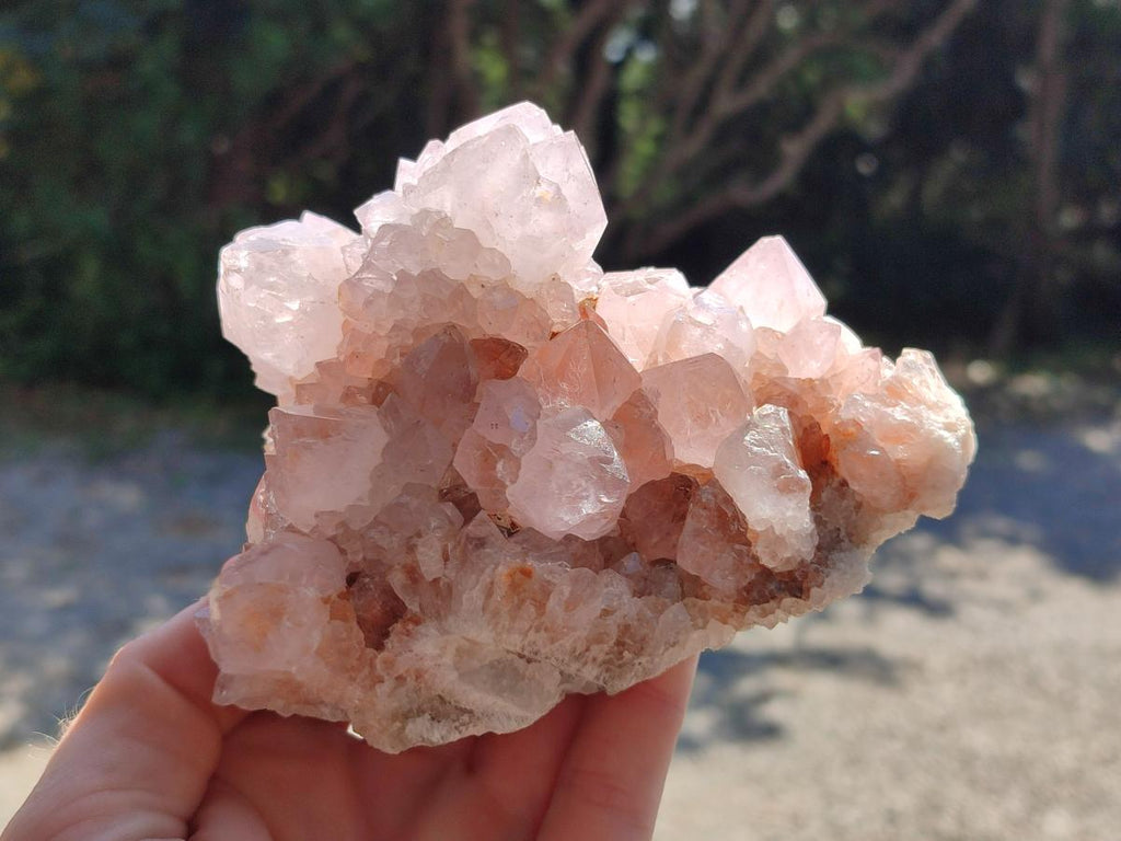 Natural White Cactus Flower Spirit Clusters x 2 From Boekenhouthoek, South Africa - Toprock Gemstones and Minerals 