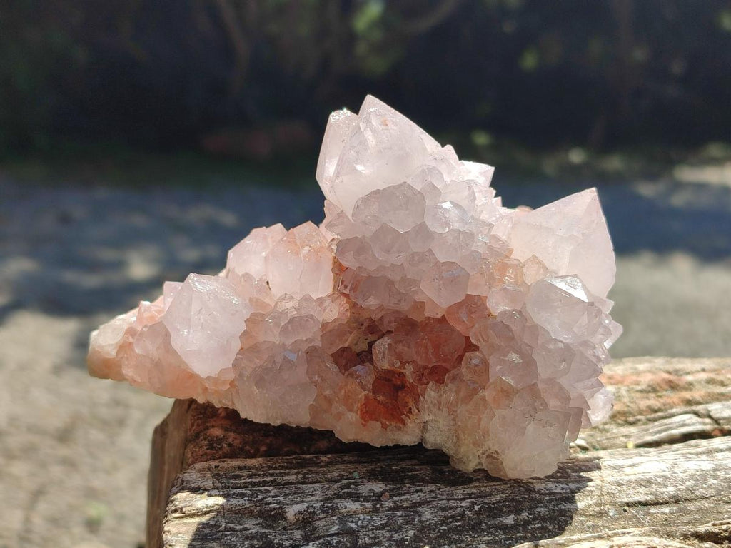 Natural White Cactus Flower Spirit Clusters x 2 From Boekenhouthoek, South Africa - Toprock Gemstones and Minerals 