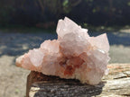 Natural White Cactus Flower Spirit Clusters x 2 From Boekenhouthoek, South Africa - Toprock Gemstones and Minerals 
