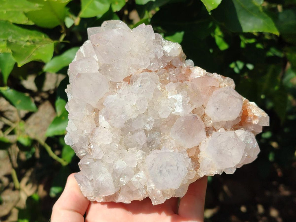 Natural White Cactus Flower Spirit Clusters x 2 From Boekenhouthoek, South Africa - Toprock Gemstones and Minerals 