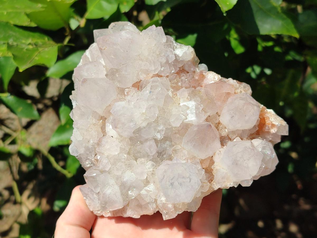 Natural White Cactus Flower Spirit Clusters x 2 From Boekenhouthoek, South Africa - Toprock Gemstones and Minerals 