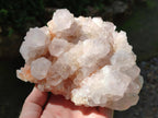Natural White Cactus Flower Spirit Clusters x 2 From Boekenhouthoek, South Africa - Toprock Gemstones and Minerals 