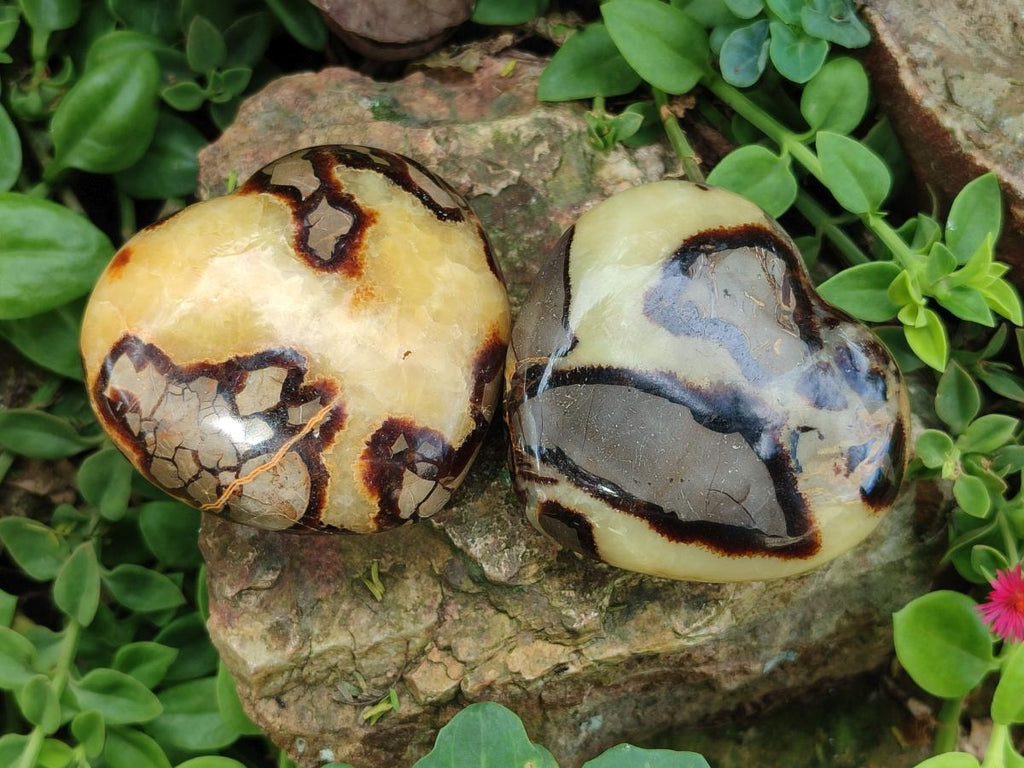 Polished Septerye Hearts x 6 From Mahajanga, Madagascar - Toprock Gemstones and Minerals 
