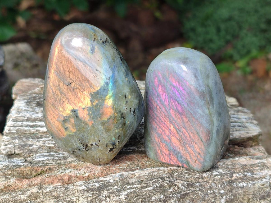 Polished Rare Purple Sunset Flash Labradorite Standing Display Pieces x 12 From Madagascar - Toprock Gemstones and Minerals 