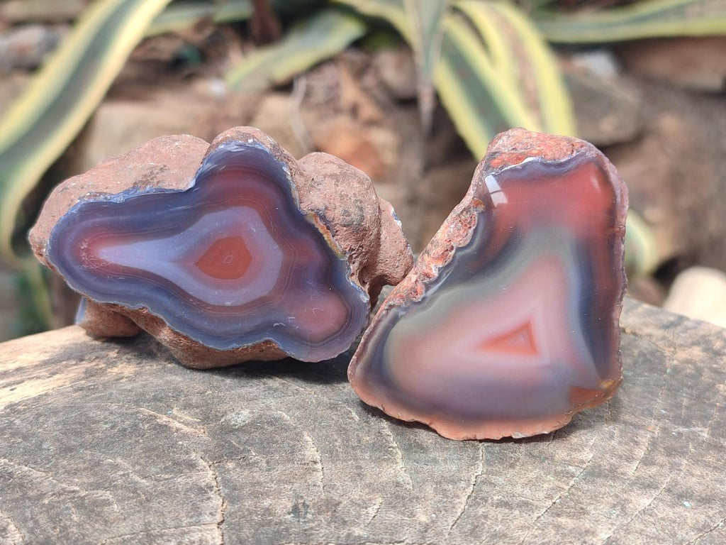 Polished One Side Shashe River Agate Nodules x 24 From Shashe River, Zimbabwe - Toprock Gemstones and Minerals 