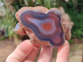Polished One Side Shashe River Agate Nodules x 24 From Shashe River, Zimbabwe - Toprock Gemstones and Minerals 