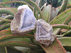 Natural Blue Lace Agate Geode Specimens x 6 From Nsanje, Malawi - Toprock Gemstones and Minerals 