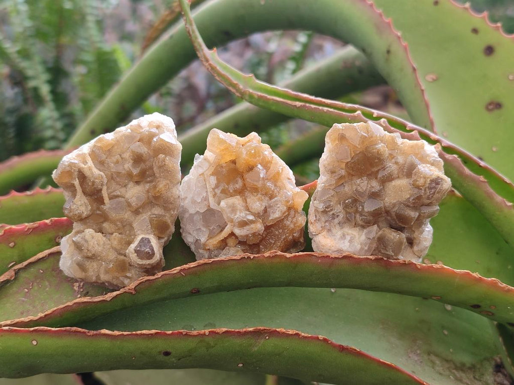 Natural Small Golden Limonite Quartz Crystal Cluster Plates x 35 From Solwezi, Zambia - Toprock Gemstones and Minerals 