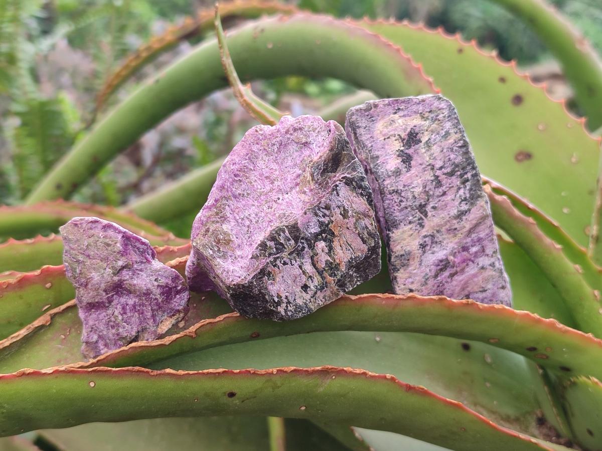 Natural Stichtite Cobbed Specimens x 2,02 Lot From Barberton, South Africa - Toprock Gemstones and Minerals 