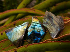 Polished One Side Labradorite Plates x 70 From Madagascar - Toprock Gemstones and Minerals 
