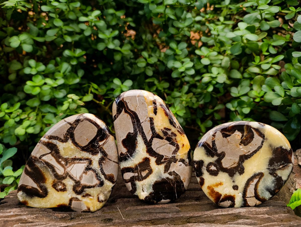Polished Septerye Slices x 6 From Mahajanga, Madagascar - Toprock Gemstones and Minerals 