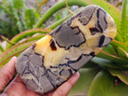 Polished Septerye Slices x 6 From Mahajanga, Madagascar - Toprock Gemstones and Minerals 