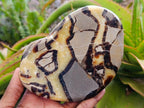 Polished Septerye Slices x 6 From Mahajanga, Madagascar - Toprock Gemstones and Minerals 