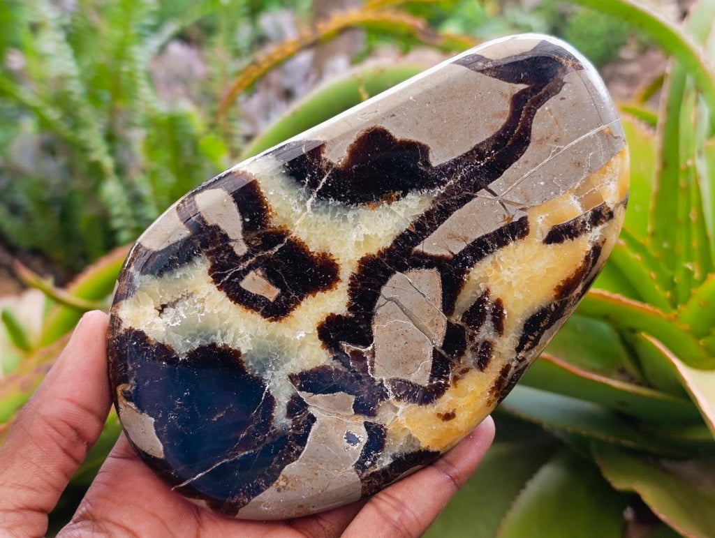 Polished Septerye Slices x 6 From Mahajanga, Madagascar - Toprock Gemstones and Minerals 