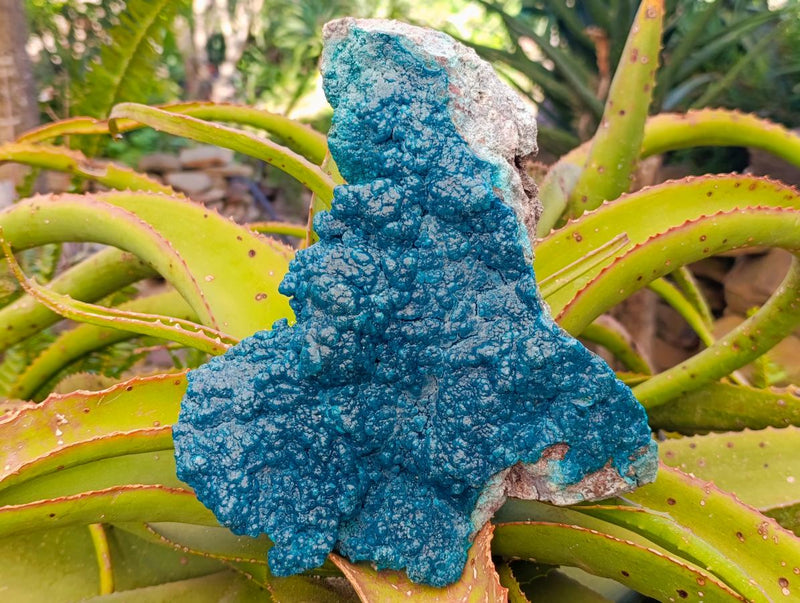 Natural XL Bright Blue Silica Chrysocolla Specimen x 1 From Kulukuluku, Congo - Toprock Gemstones and Minerals 