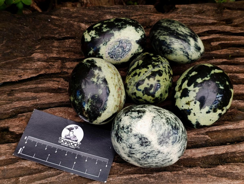 Polished Leopard Stone Palm Stones x 6 From Zimbabwe - Toprock Gemstones and Minerals 
