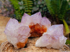 Natural Sunburst Spirit Amethyst Cactus Flower Clusters x 12 From Boekenhouthoek, South Africa - Toprock Gemstones and Minerals 